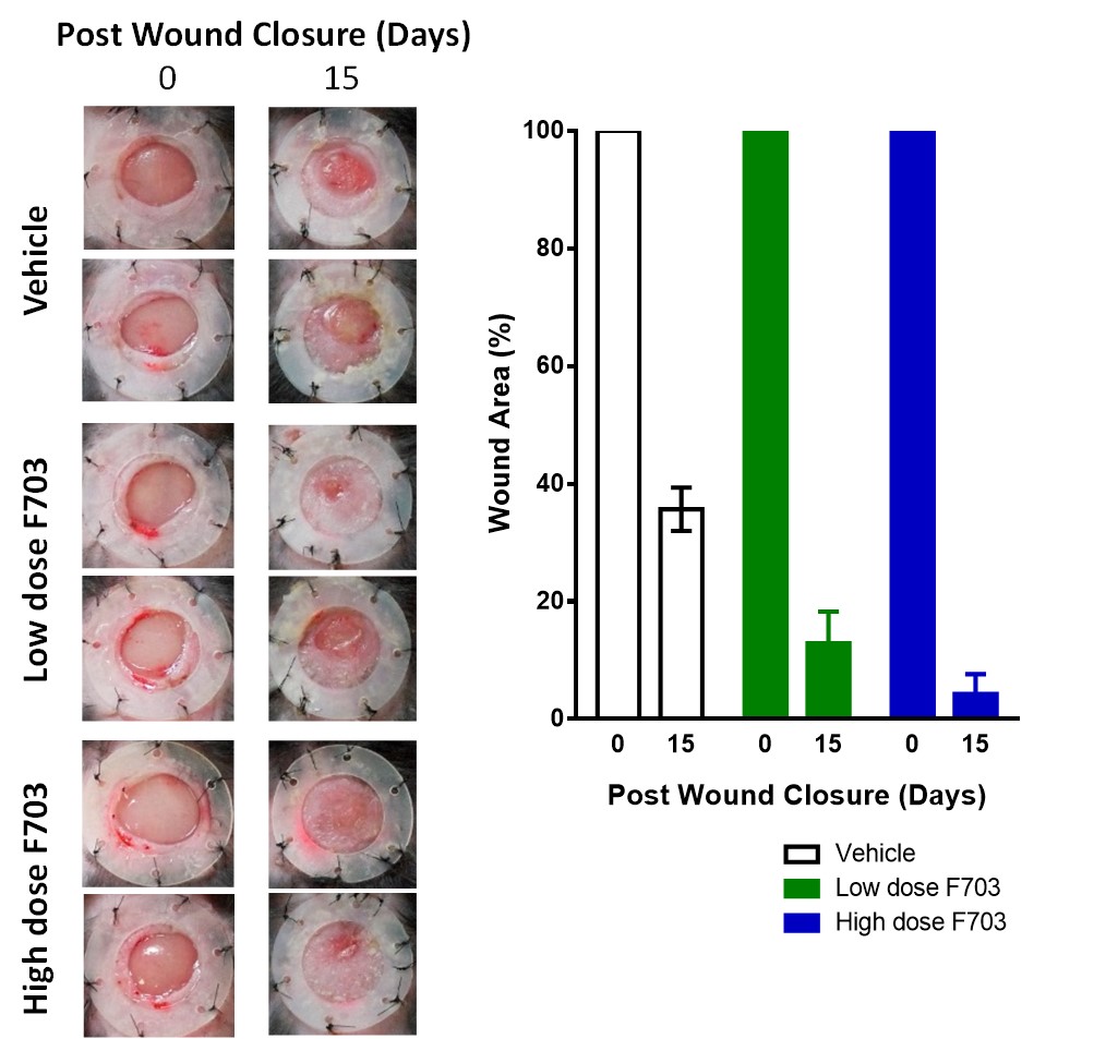 Figure 2. The results of wounding healing using db/db diabetic mice. 